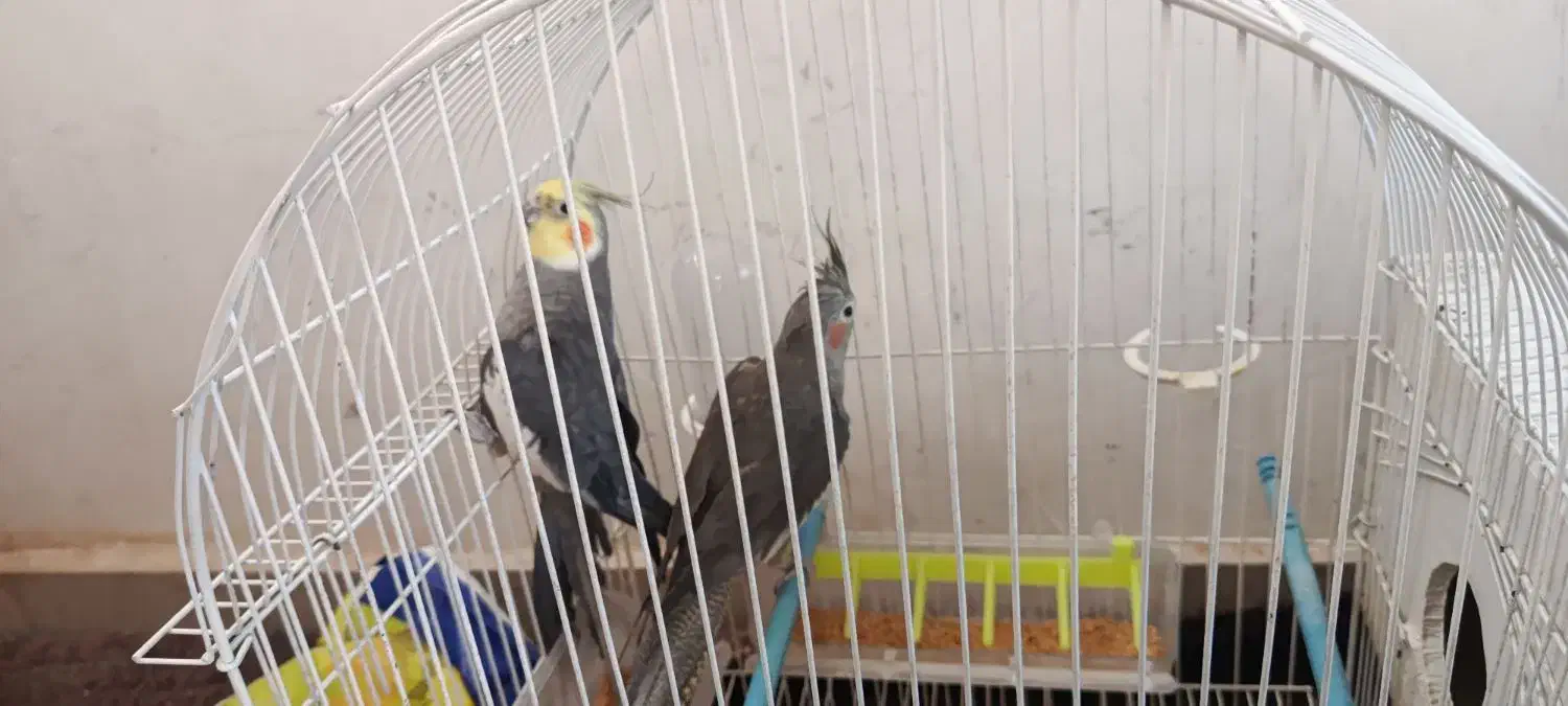 عروس هلندی|پرنده|مرند, |دیوار