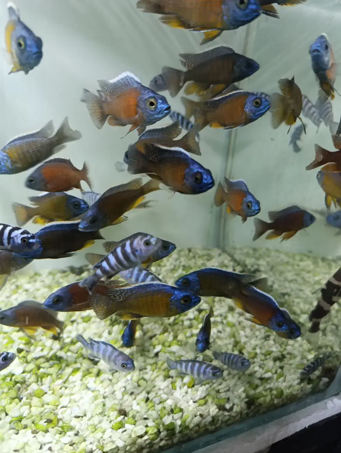 گوپی آکواریوم سیچیلاید آروانا پلنت گلدفیش بچه مولی|ماهی|رباطکریم, رباطکریم|دیوار