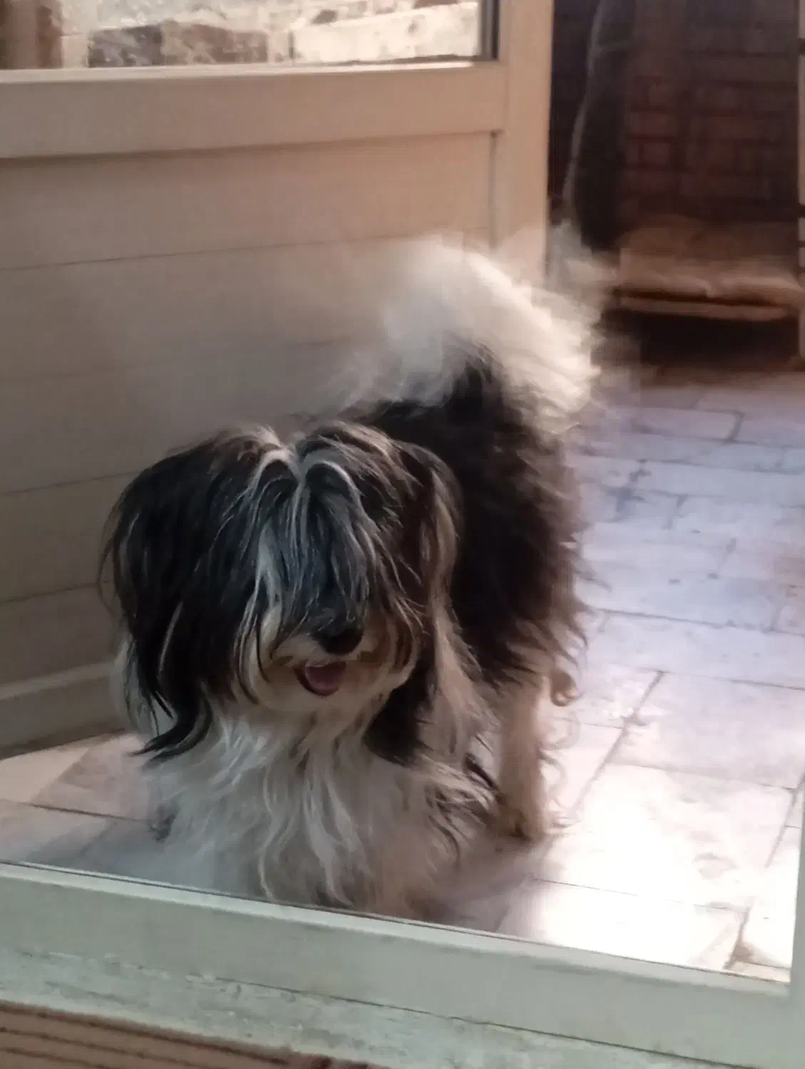 حیوانات پت خانگی|سگ|فولادشهر, پارک کوهستان|دیوار