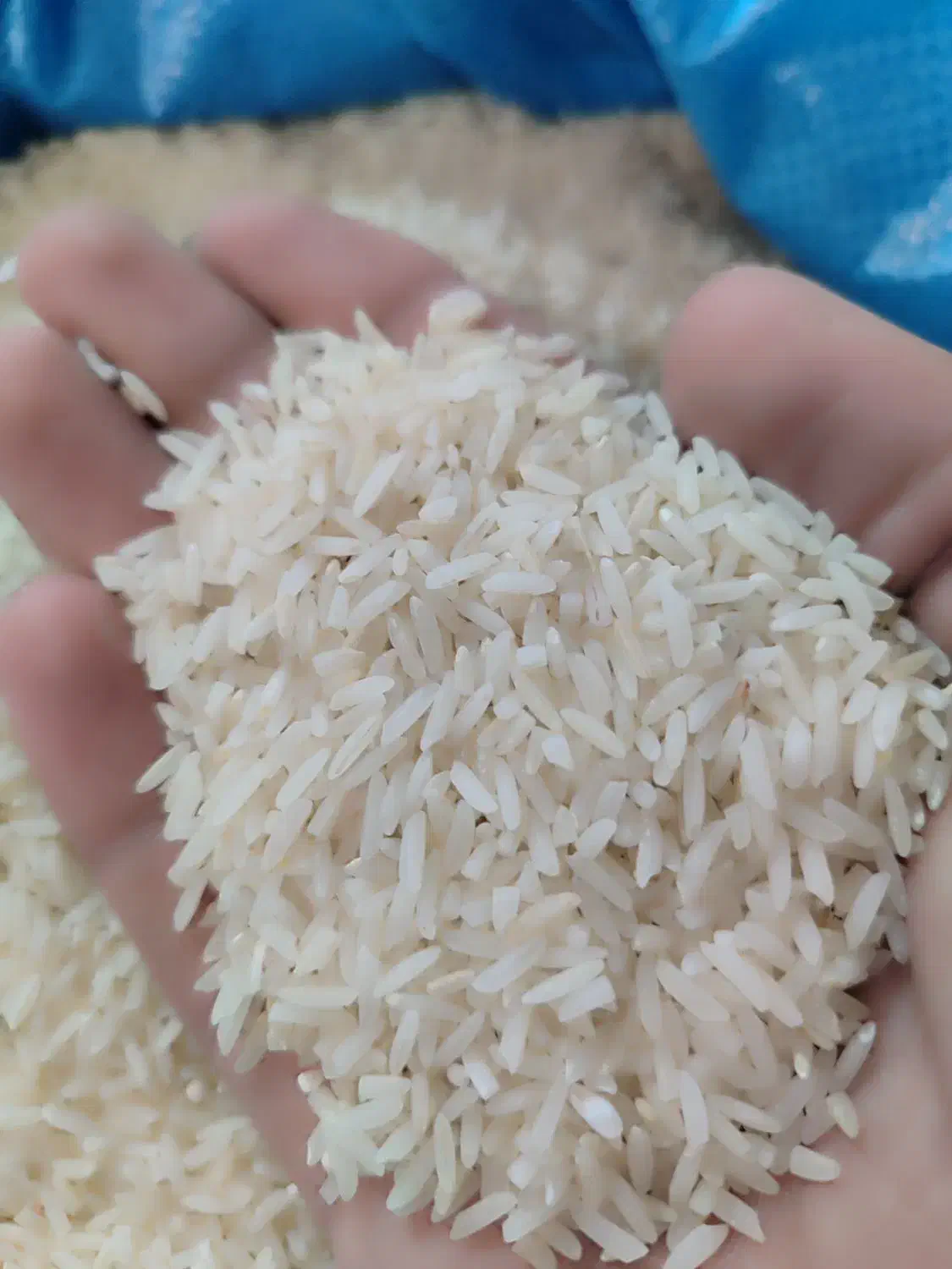 برنج طارم هاشمی|خوردنی و آشامیدنی|خان ببین, |دیوار