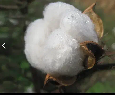 پنبه|رختخواب، بالش، پتو|جهرم, |دیوار