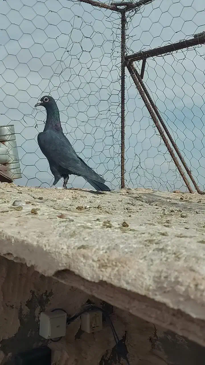 گلی نر عطیقه و ماده کلاغ خوشکل|پرنده|رفسنجان, |دیوار