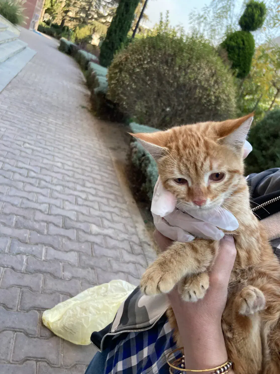 واگذاری رایگان بچه گربه|گربه|تهران, قیطریه|دیوار