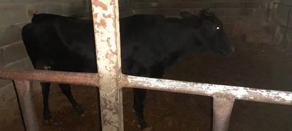 گاو و گوساله|حیوانات مزرعه|خفر, |دیوار