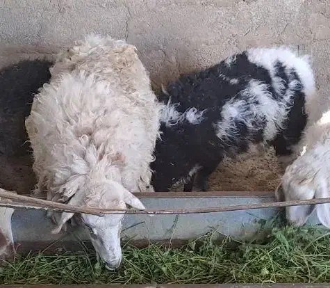 میش و بره و بز و کهره|حیوانات مزرعه|زرند, |دیوار