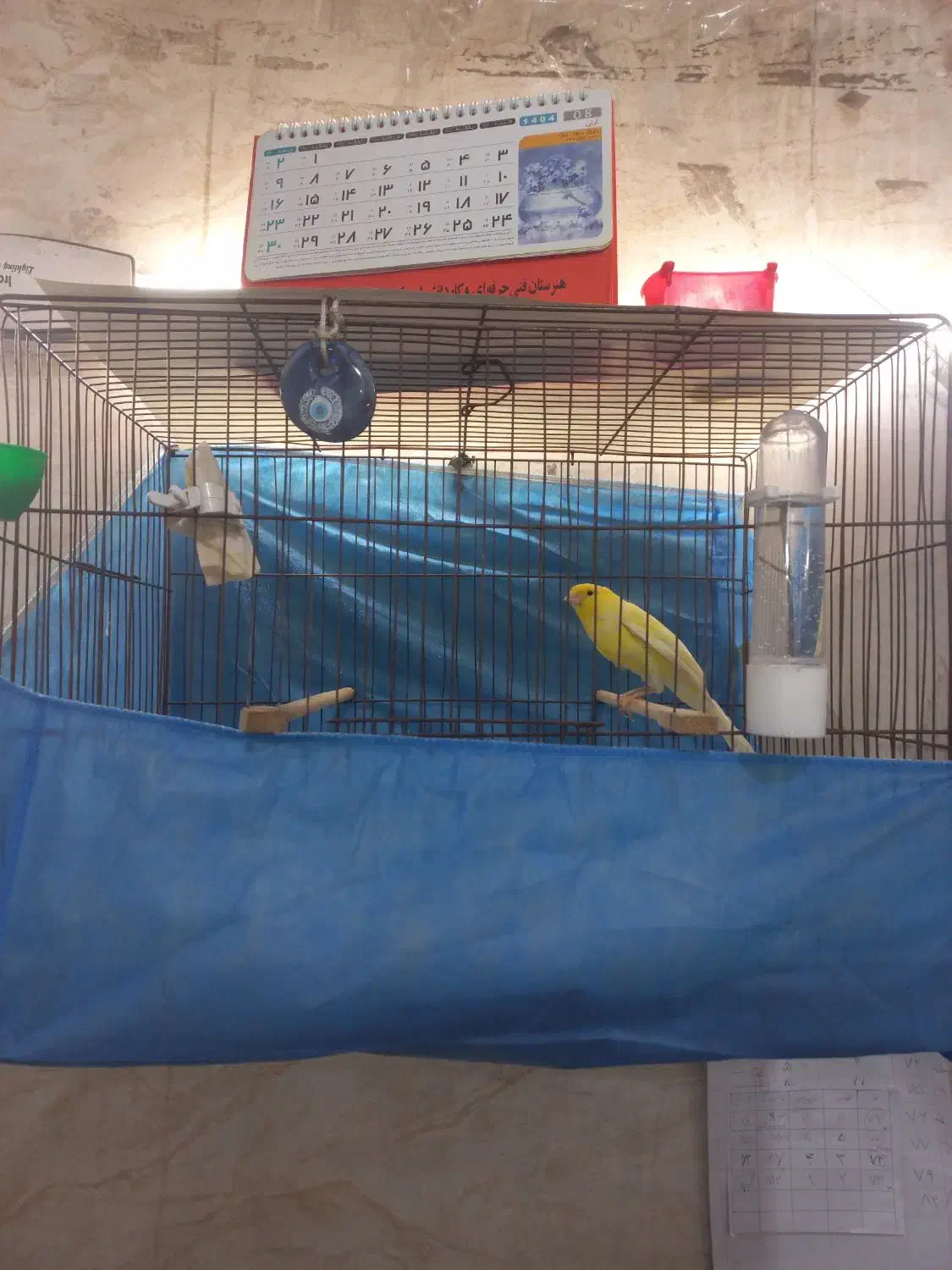 قناری رسمی بلند نر|پرنده|تهران, وحیدیه|دیوار