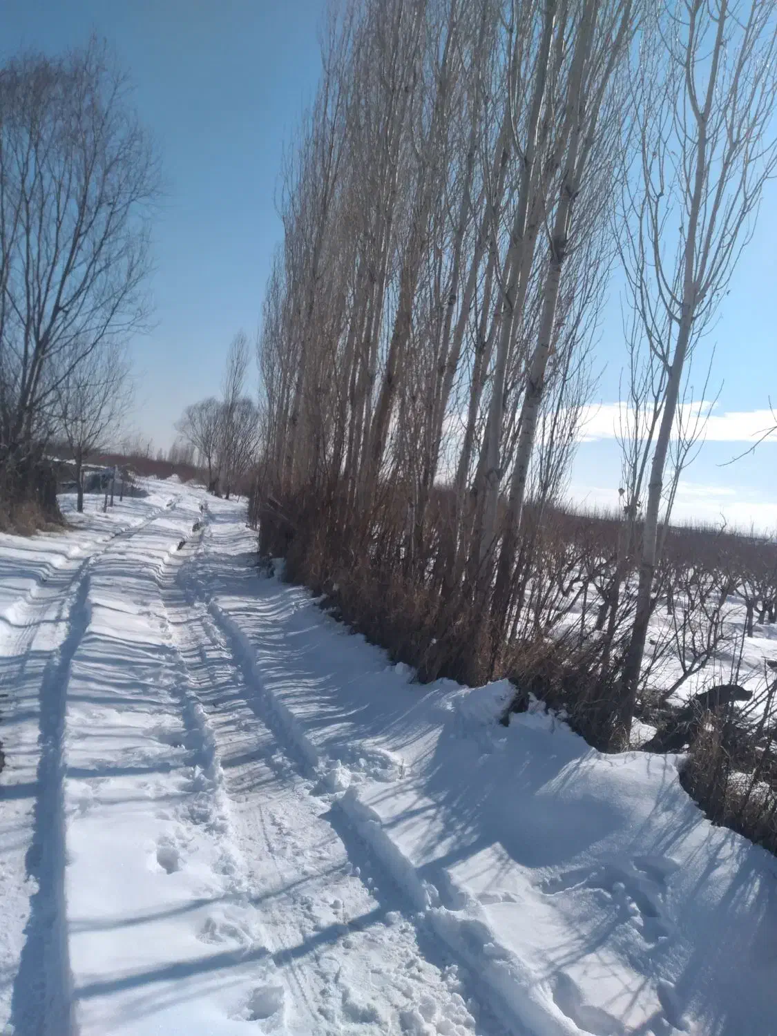 خرید فروش چوب خشک و تر به مدیریت بابایی|خدمات باغبانی و درختکاری|ارومیه, |دیوار