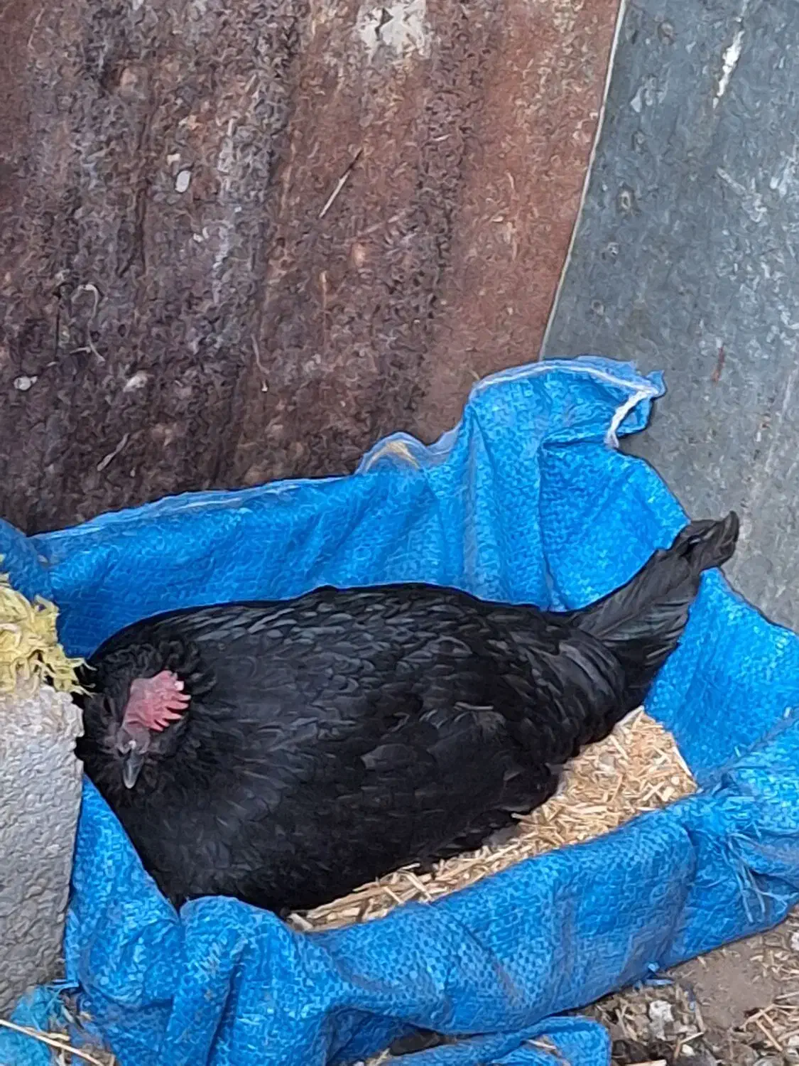 فروش مرغ کرک|حیوانات مزرعه|خورموج, |دیوار