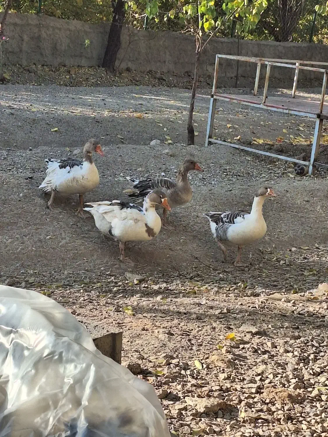 غاز چاق|حیوانات مزرعه|برزک, |دیوار