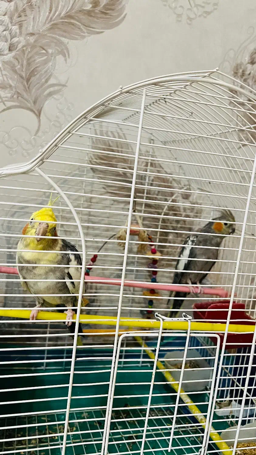 یک جفت عروس هلندی بهمراه قفس و لانه فروشی|پرنده|لنگرود, |دیوار