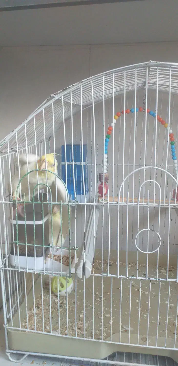 فروشی|پرنده|قم, علی آباد سعدگان|دیوار