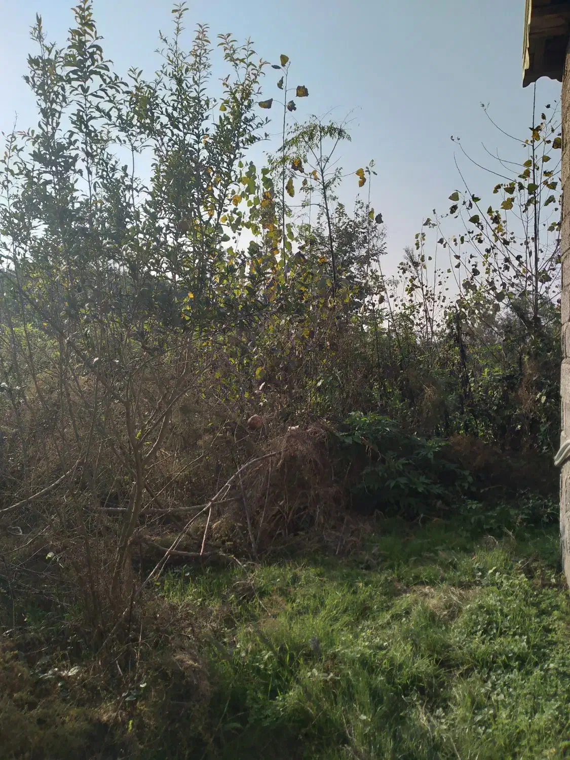 1400متر مسکونی همراه با خانه6000متر شالیزار|فروش زمین و ملک کلنگی|لولمان, |دیوار