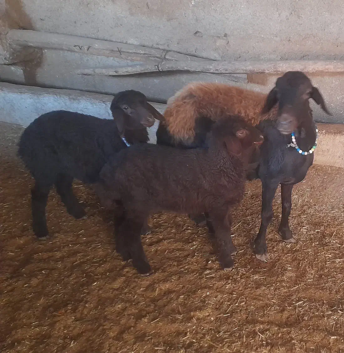 میش افشارجوان بادوبره جنس دارنروماده|حیوانات مزرعه|گرمسار, |دیوار