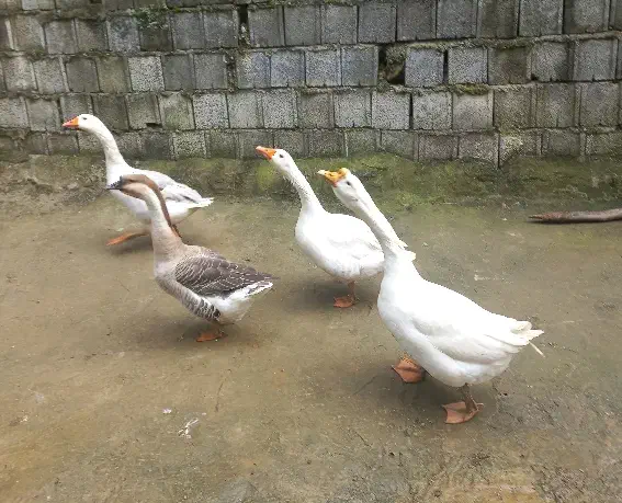 قو غاز|حیوانات مزرعه|شیرود, |دیوار