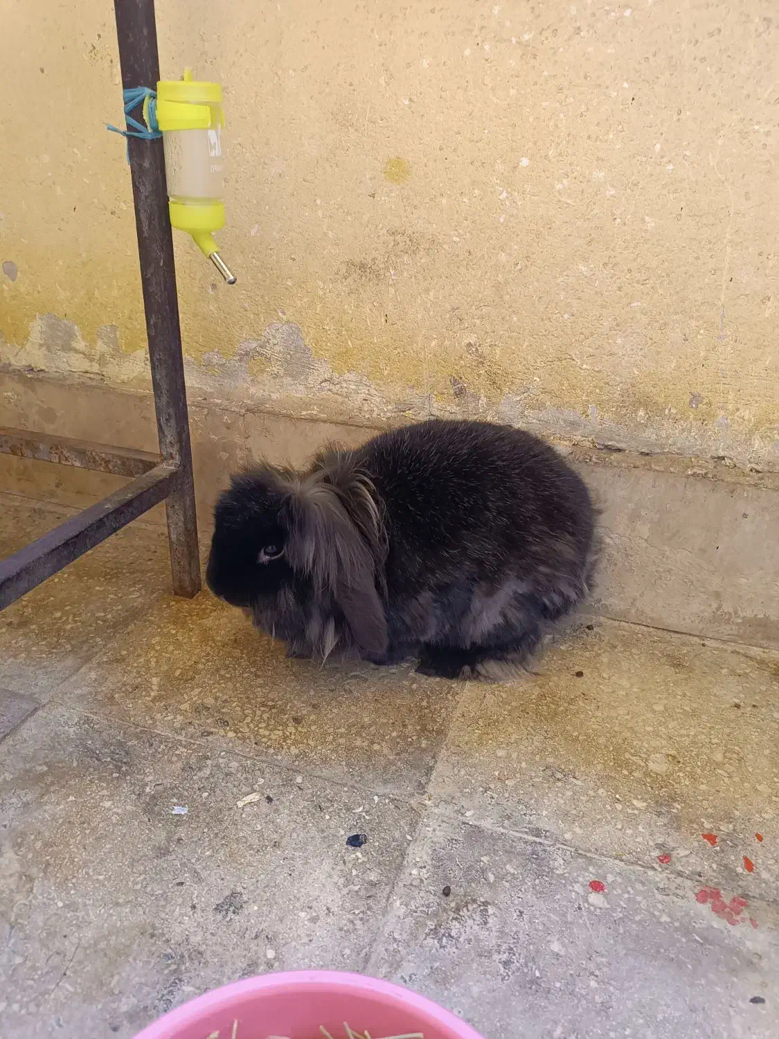 واگذاری خرگوش لپ|موش و خرگوش|پرند, فاز ۶|دیوار