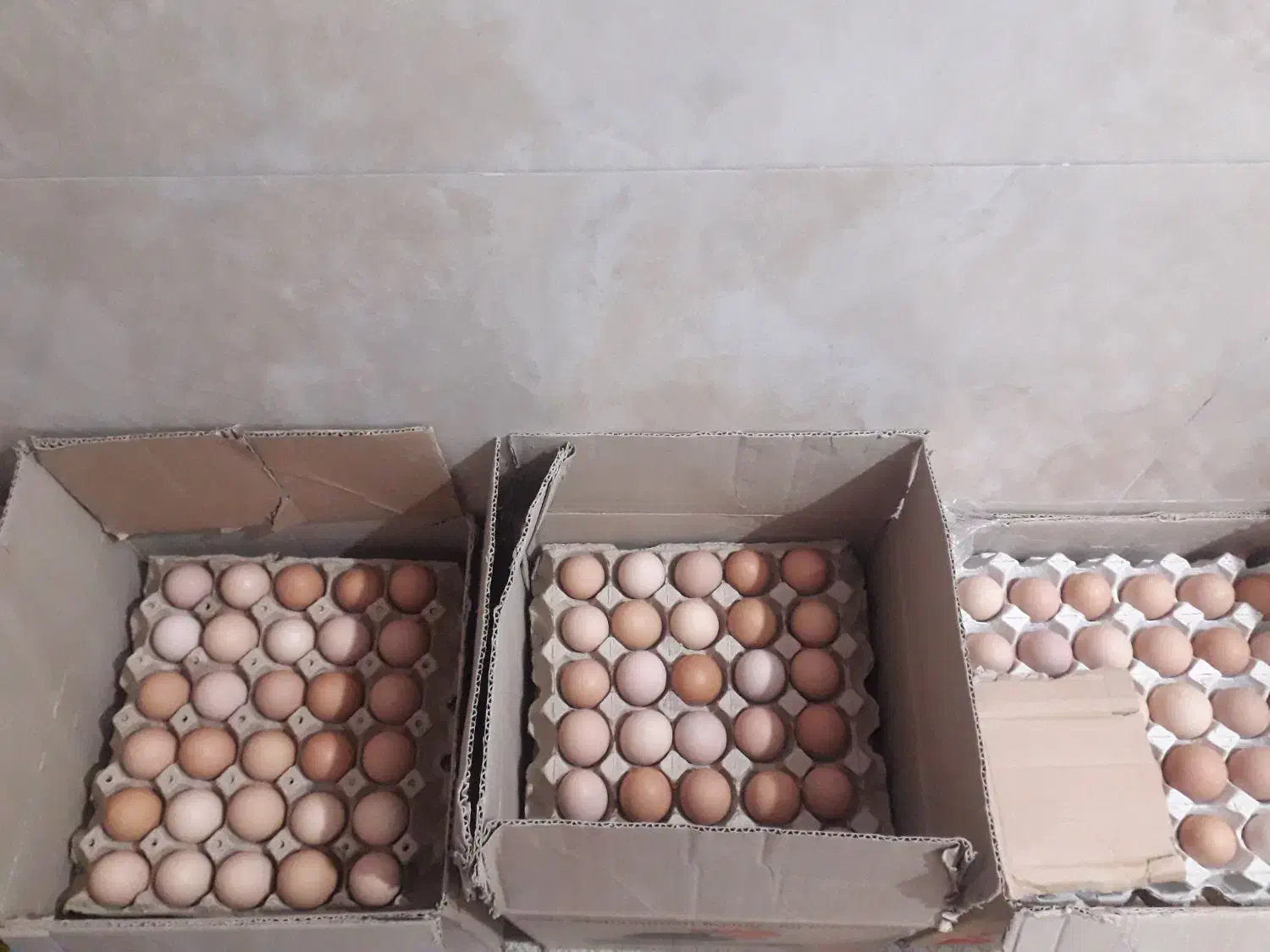 تخم مرغ گلپایگانی|خوردنی و آشامیدنی|قم, شهرک فاطمیه|دیوار