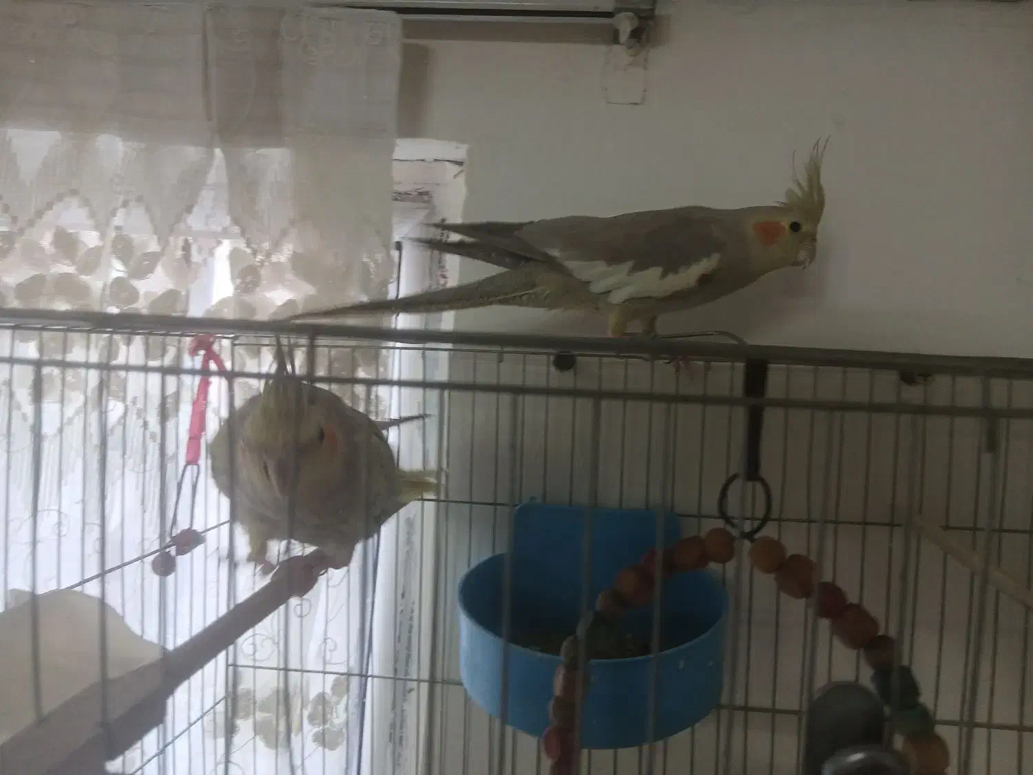 فروش پرنده|پرنده|رباط‌کریم, مسکن مهر آبشناسان|دیوار