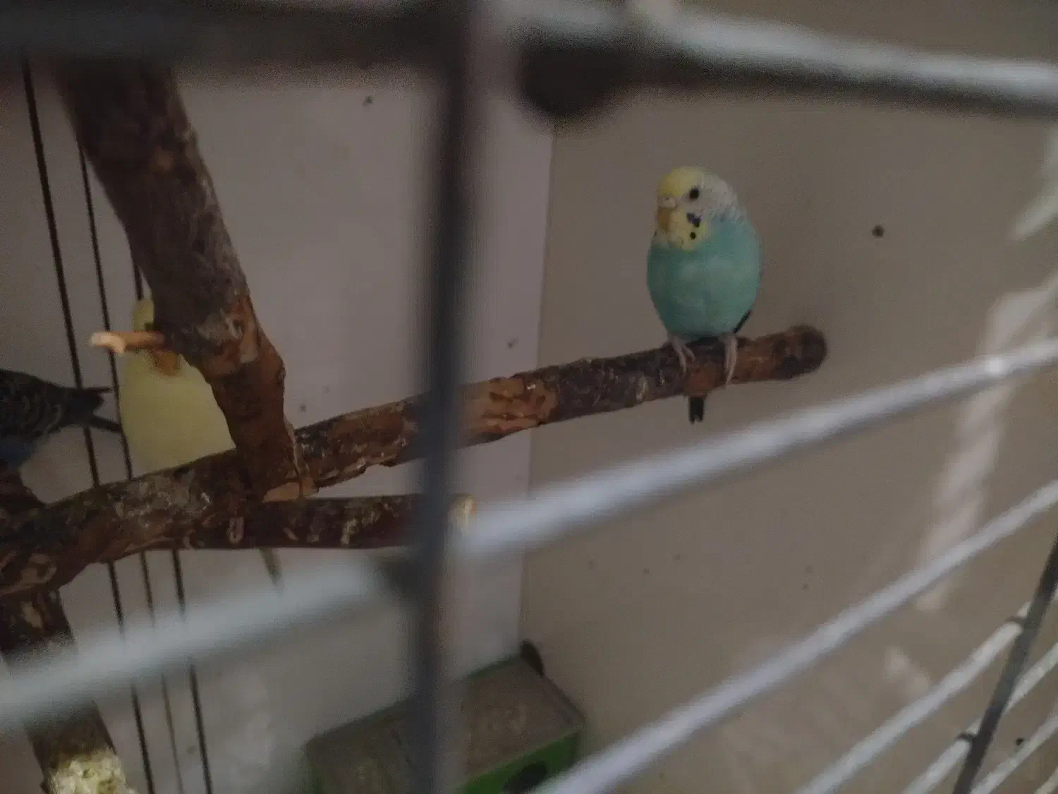 2 جفت مرغ عشق بالغ|پرنده|پارس‌آباد, |دیوار