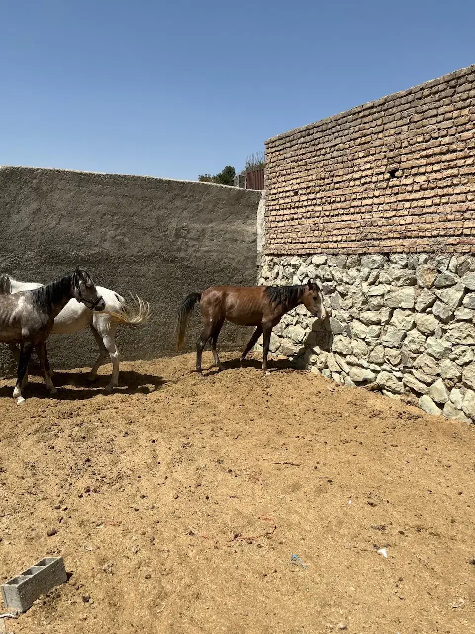 اسب نژاد ترک وعرب به بالاترین قیمت|اسب و تجهیزات اسب‌سواری|رودهن, |دیوار