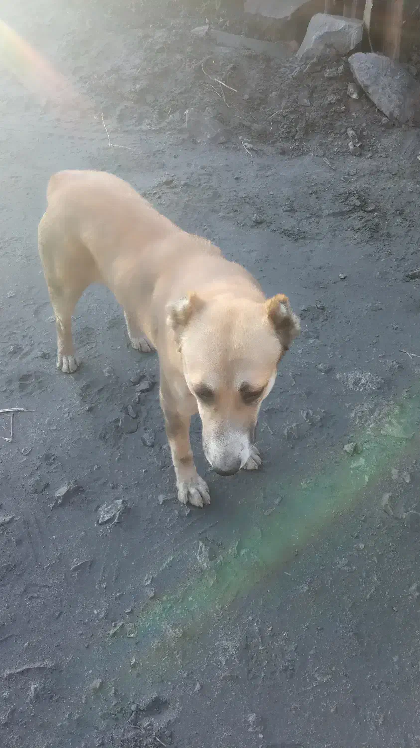 فروش سگ سرابی مخصوص گله داری و نگهبانی|سگ|زرند, |دیوار