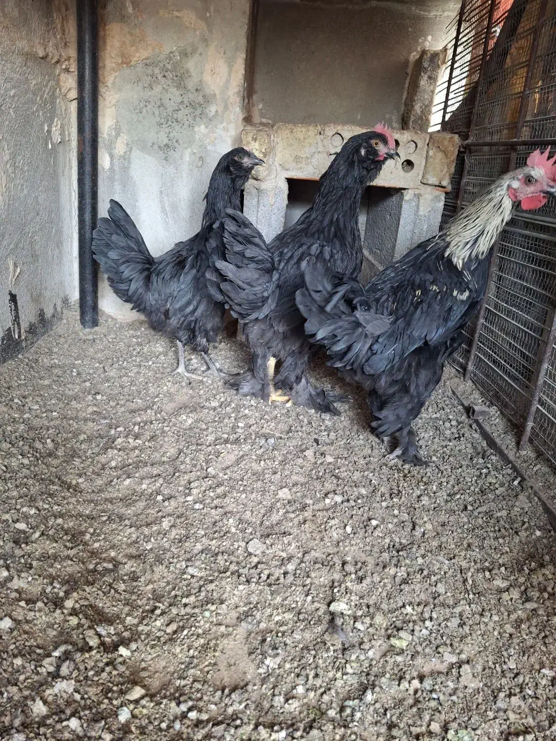 جوجه مرغ خروس رسمی|حیوانات مزرعه|ری, سیزده آبان|دیوار