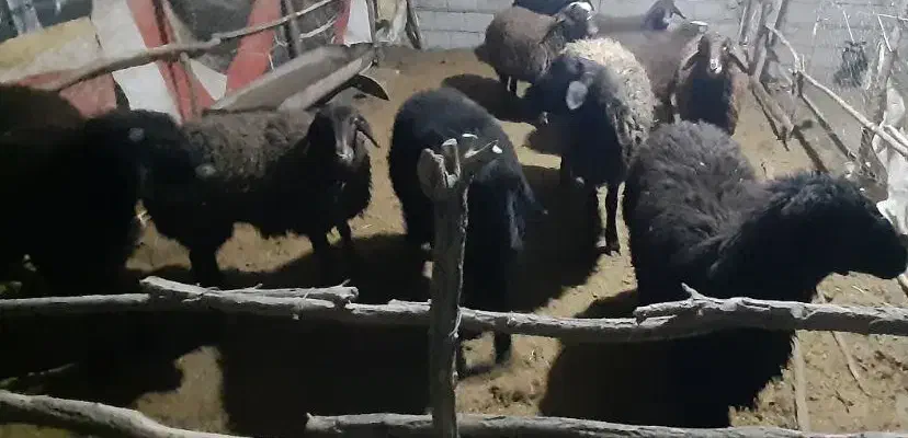 بره|حیوانات مزرعه|بن, |دیوار