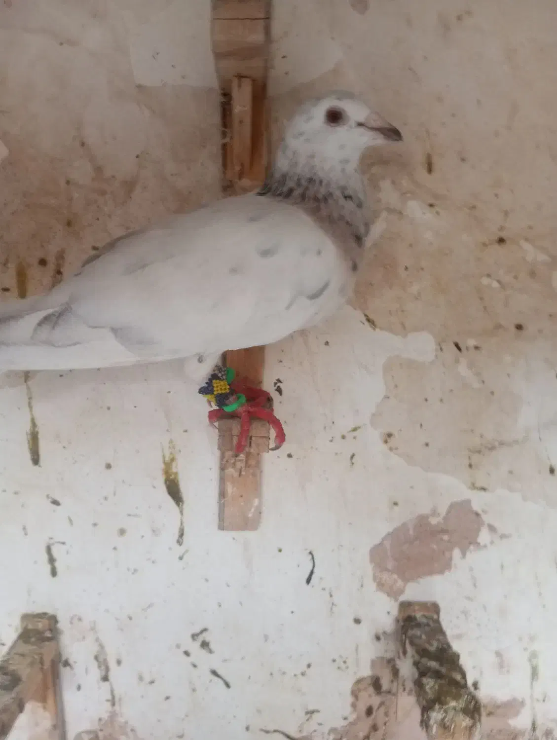 کبوتر هفرنگ پرشی ضربه به شرط پرش نر|پرنده|سبزوار, فرهنگیان|دیوار