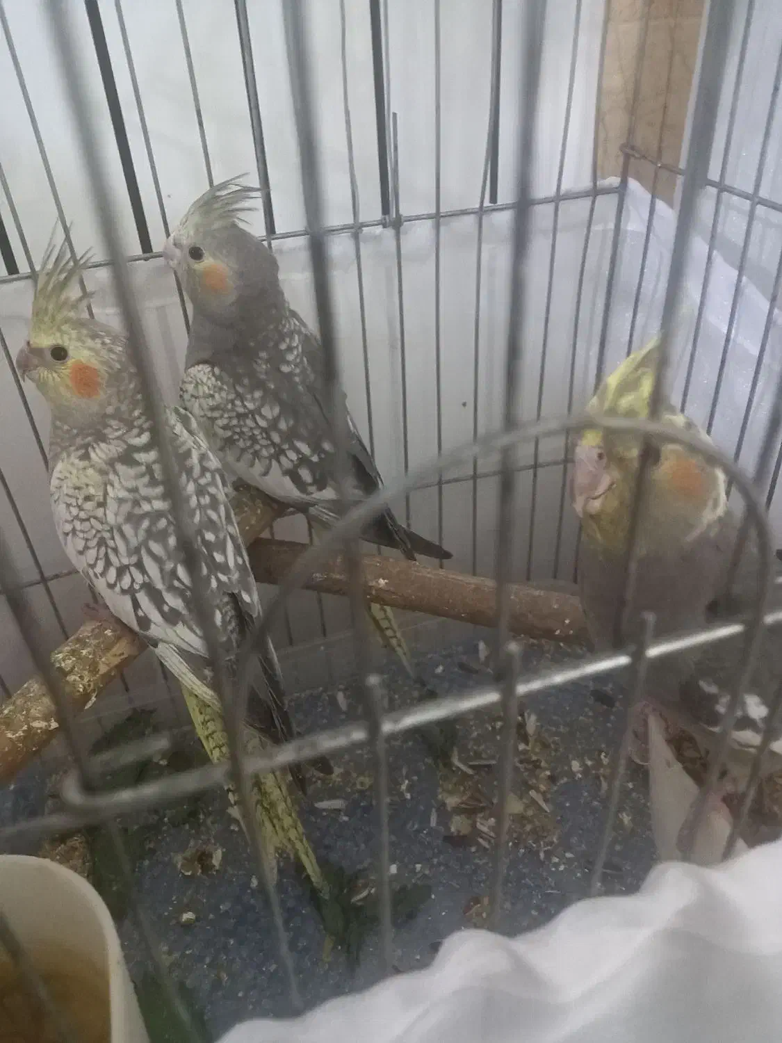 عروس هلندی|پرنده|کهریزک, |دیوار