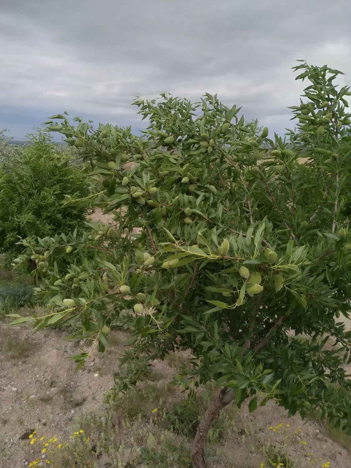 ویلا باغ زمین ۱۹۰۰ متری دارای استخر واب|فروش دفتر صنعتی، کشاورزی، تجاری|آذرشهر, |دیوار