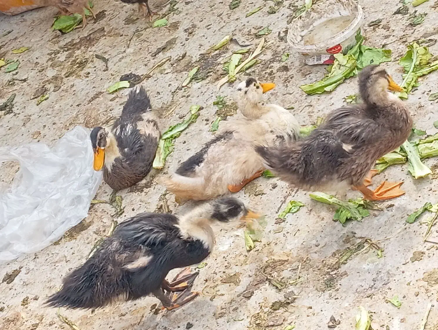 جوجه اردک ۳ ماه|حیوانات مزرعه|آبپخش, |دیوار