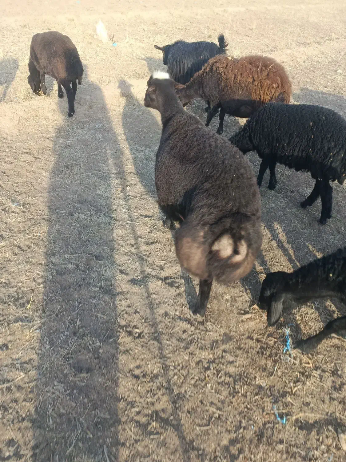 گوسفند چاق|حیوانات مزرعه|لیلان, |دیوار