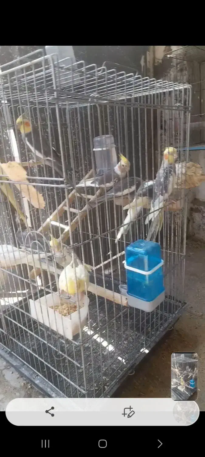 طوطی عروس هلندی|پرنده|رشت, سلیمانداراب|دیوار