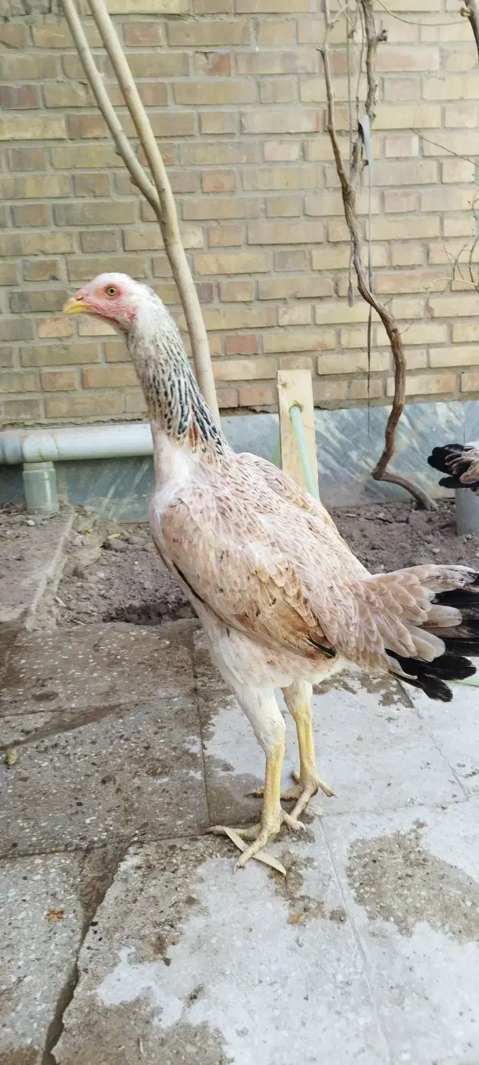 مرغ لاری اصل|حیوانات مزرعه|خاوران, |دیوار