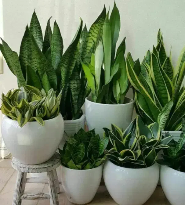 انواع گل و گیاه|گل و گیاه طبیعی|گنبد کاووس, |دیوار