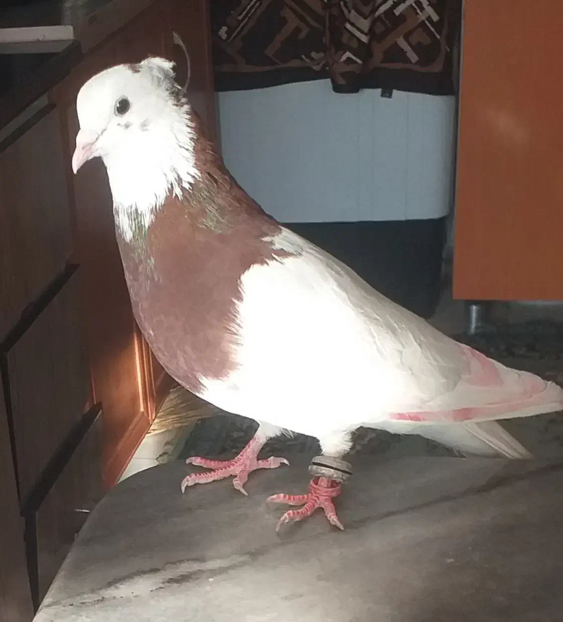 نر طوقی سرخ|پرنده|زاغه, |دیوار