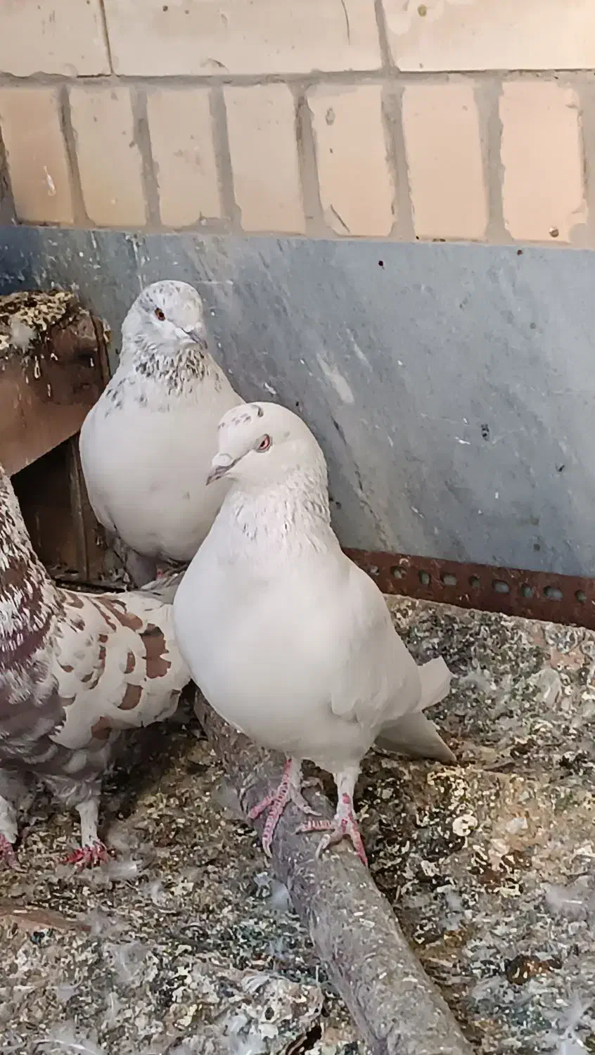 کبوتر|پرنده|اصفهان, بوستان ناژوان|دیوار