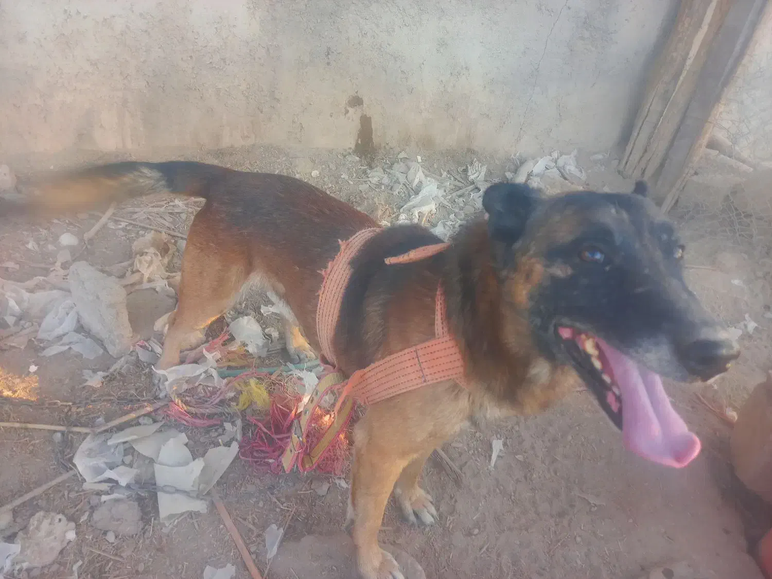 سگ نر|سگ|جیرفت, |دیوار