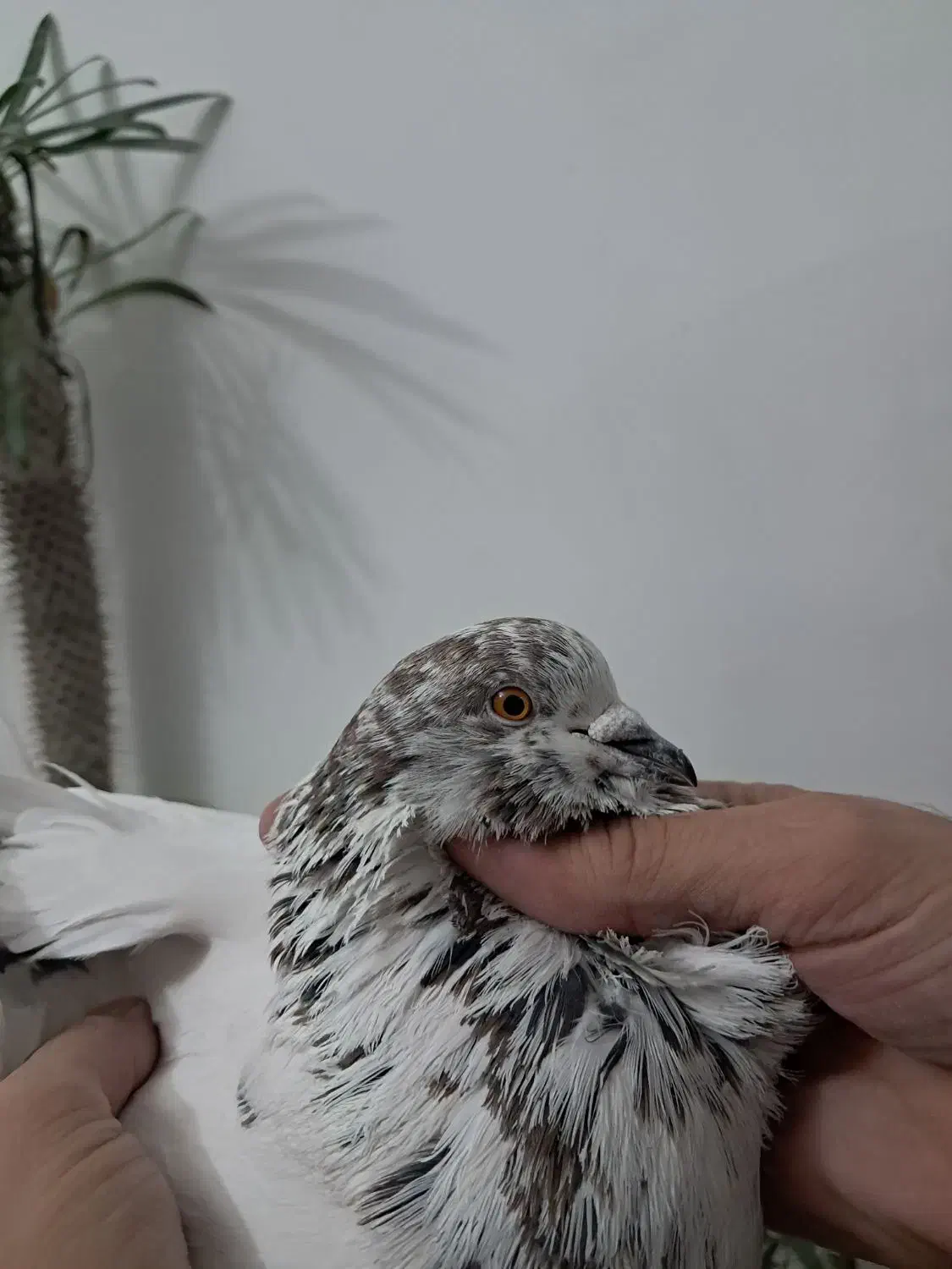 کبوتر درجه۱|پرنده|هشتگرد, گلسار|دیوار