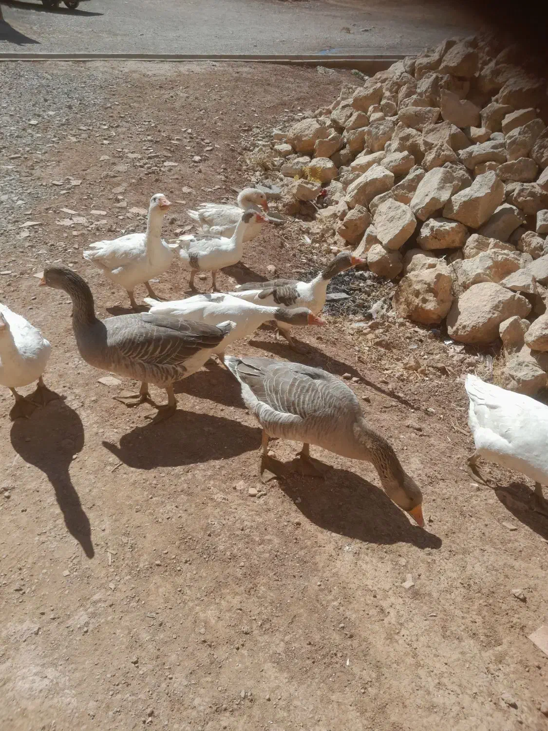 غاز های بزرگ|حیوانات مزرعه|کوهدشت, |دیوار