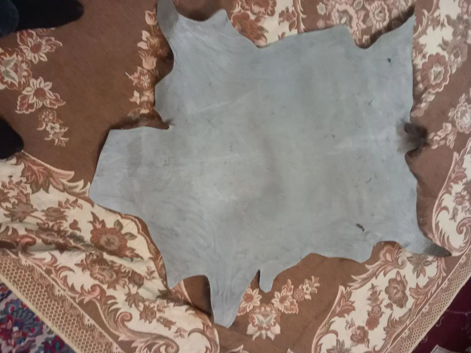 پوست بز|حیوانات مزرعه|اصفهان, شاهد|دیوار