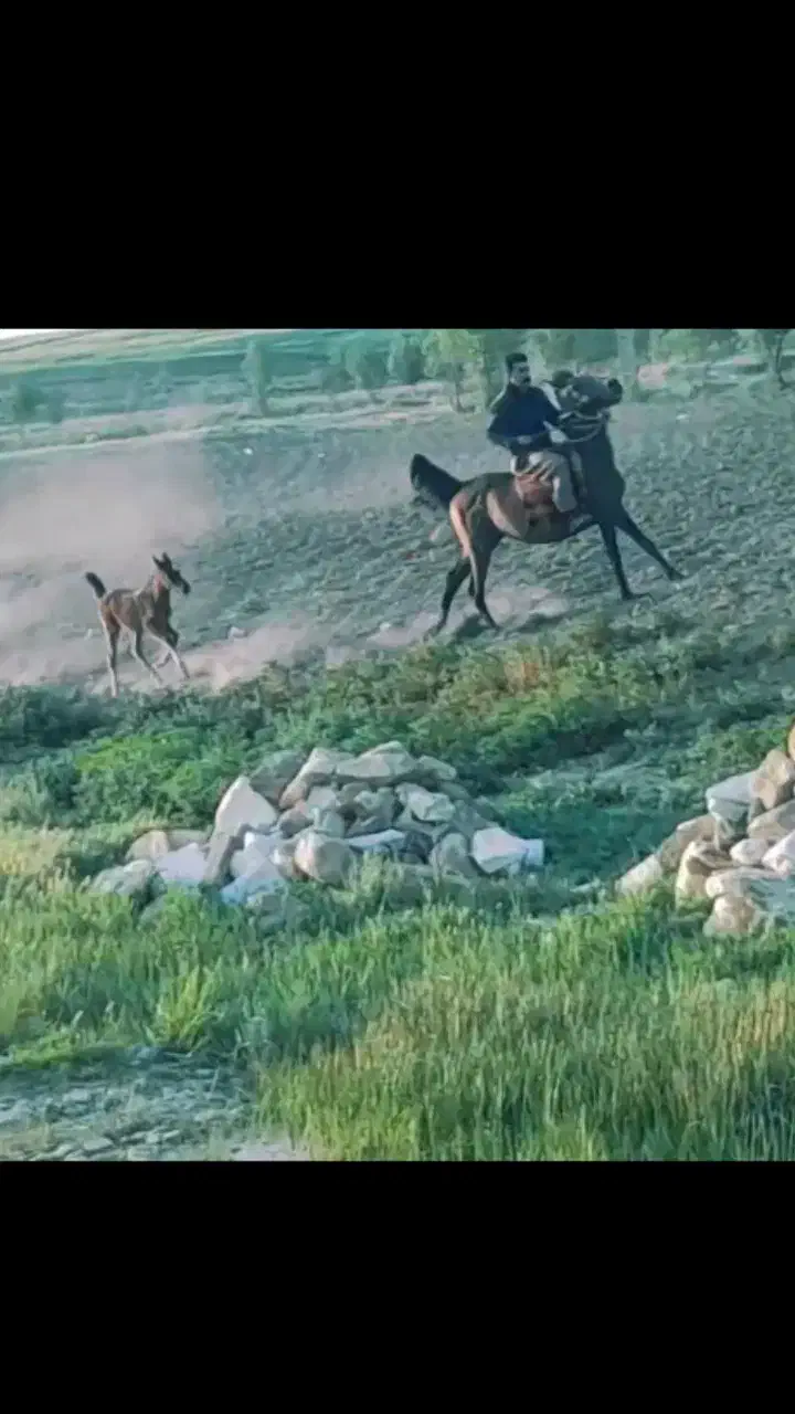 مادیون اصل درشور وبازی کن بدونه هیچ مشکلی|اسب و تجهیزات اسب‌سواری|الیگودرز, |دیوار