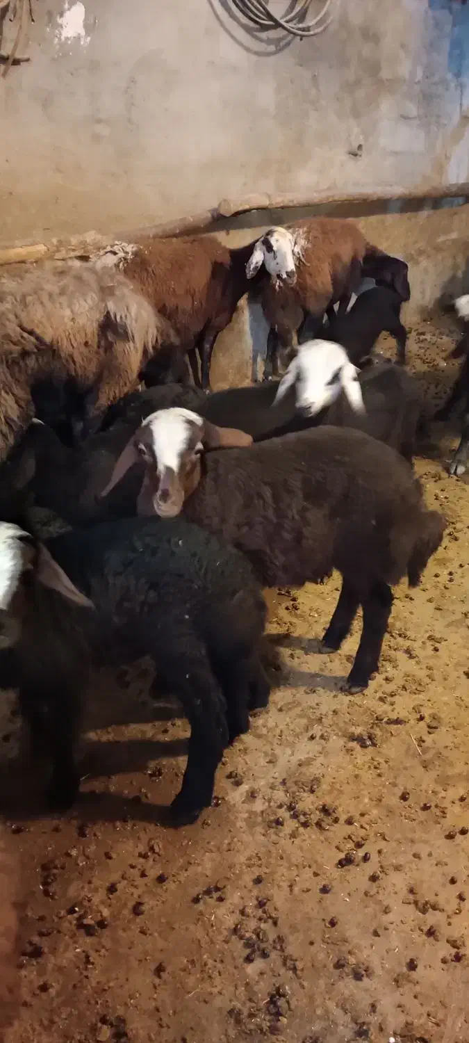 گوسفند|حیوانات مزرعه|بروجرد, |دیوار