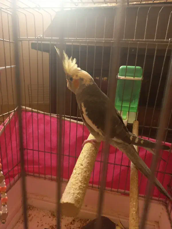 پرنده|پرنده|تهران, بازار|دیوار