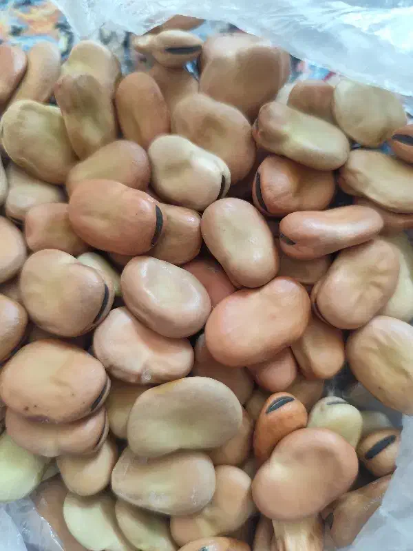 باقلا|خوردنی و آشامیدنی|جلین, |دیوار