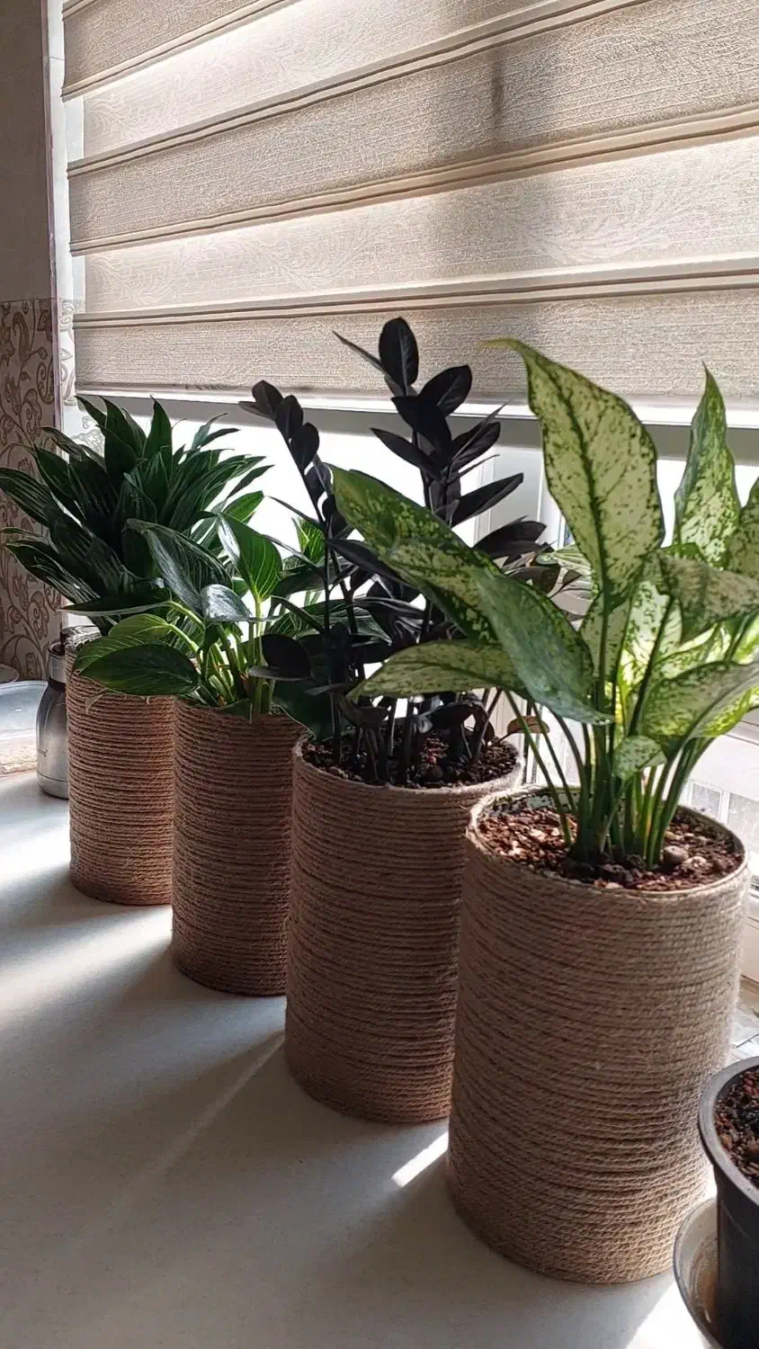 ۵عدد گل طبیعی زاموفیلیا بلک|گل و گیاه طبیعی|تهران, آذری|دیوار