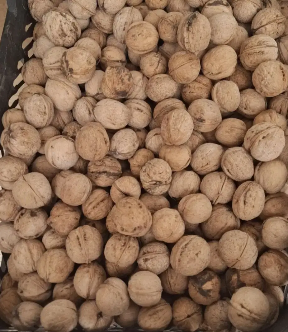 گردو|خوردنی و آشامیدنی|میانه, |دیوار