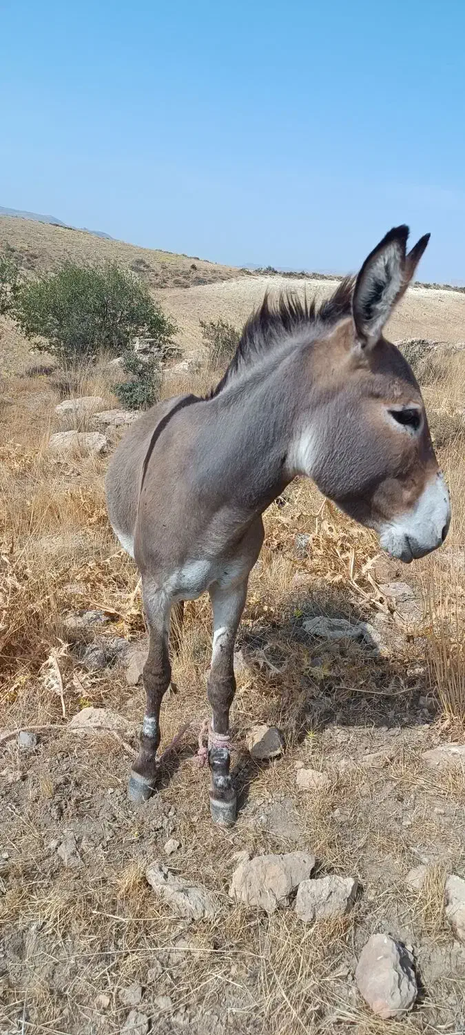 الاغ نر مناسب سواری|حیوانات مزرعه|ارژن, |دیوار