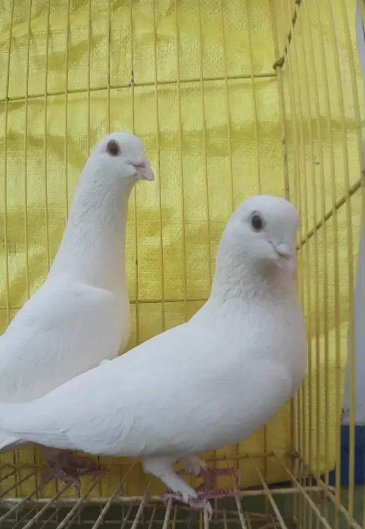 کبوتر یاهو سفید|پرنده|اصفهان, جویباره|دیوار