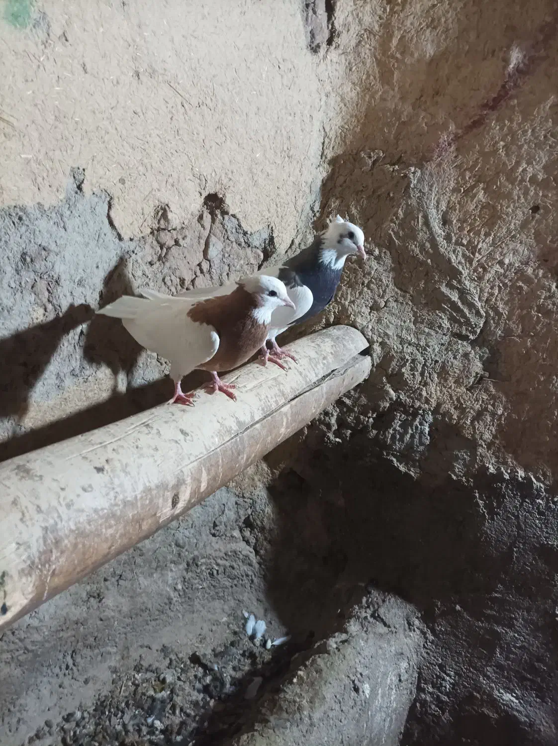 کبوتر طوقی|پرنده|باروق, |دیوار