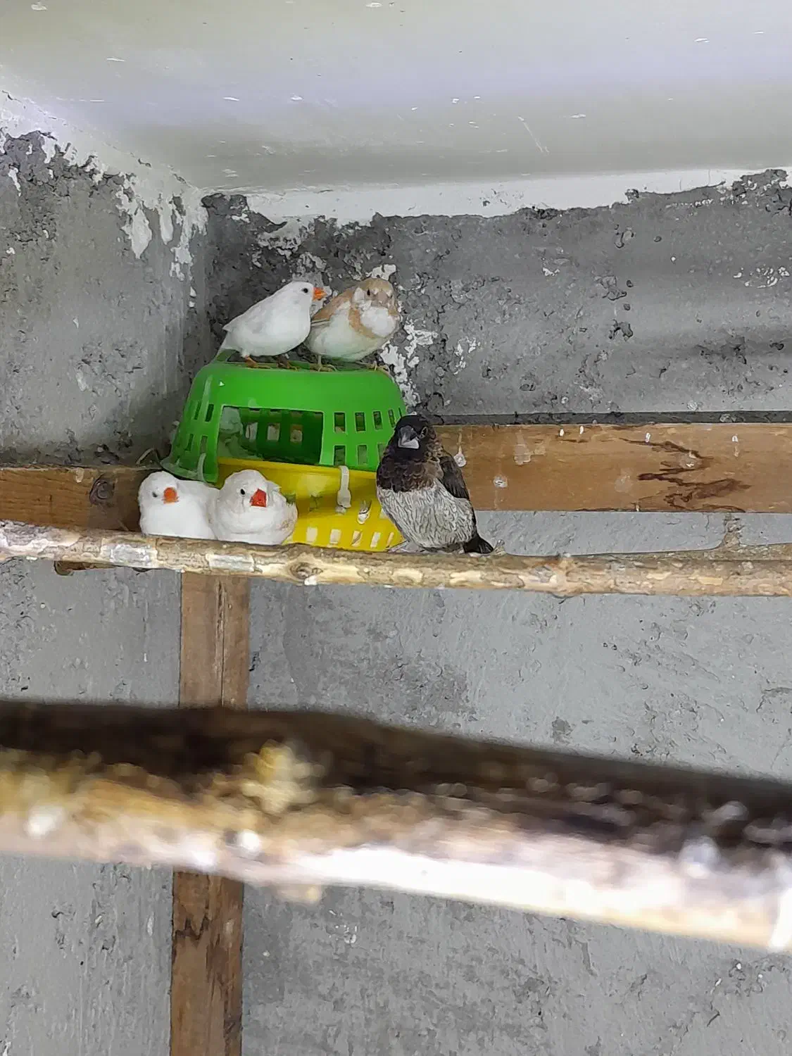 فنچ بنگالی و زبرا|پرنده|نور, |دیوار